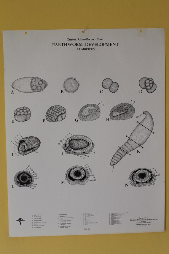 Vintage Regenwurm Entwicklung Klassenzimmer Diagramm Von Etsy