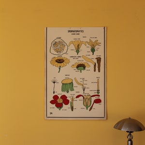 Vintage Smallwood Botanische Grafiek 24 - Spermatofyten - Kalebasfamilie en samengestelde familie