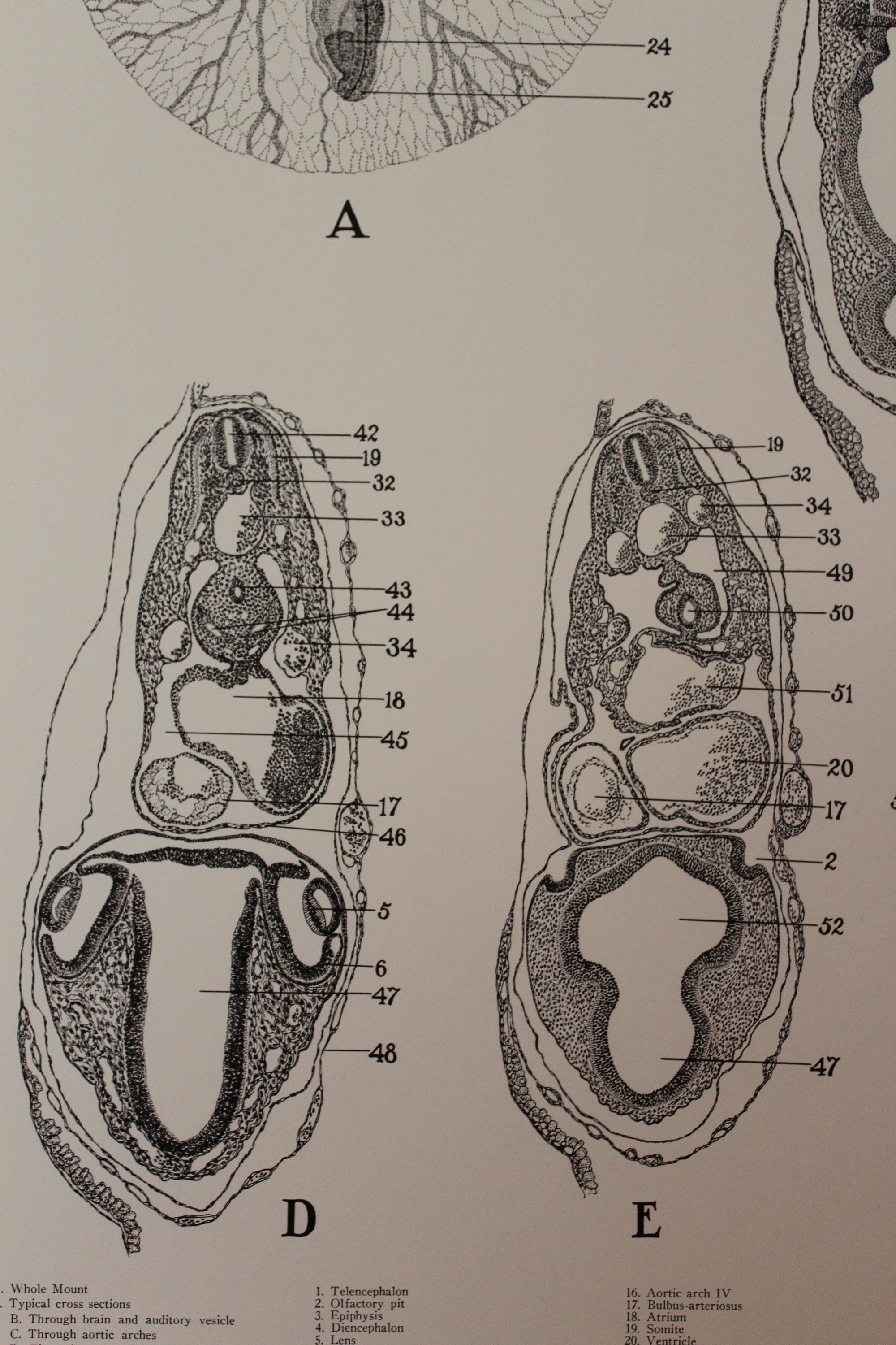 Vintage 72 Hour Chick Embryo Development Wall Chart From Turtox - Etsy