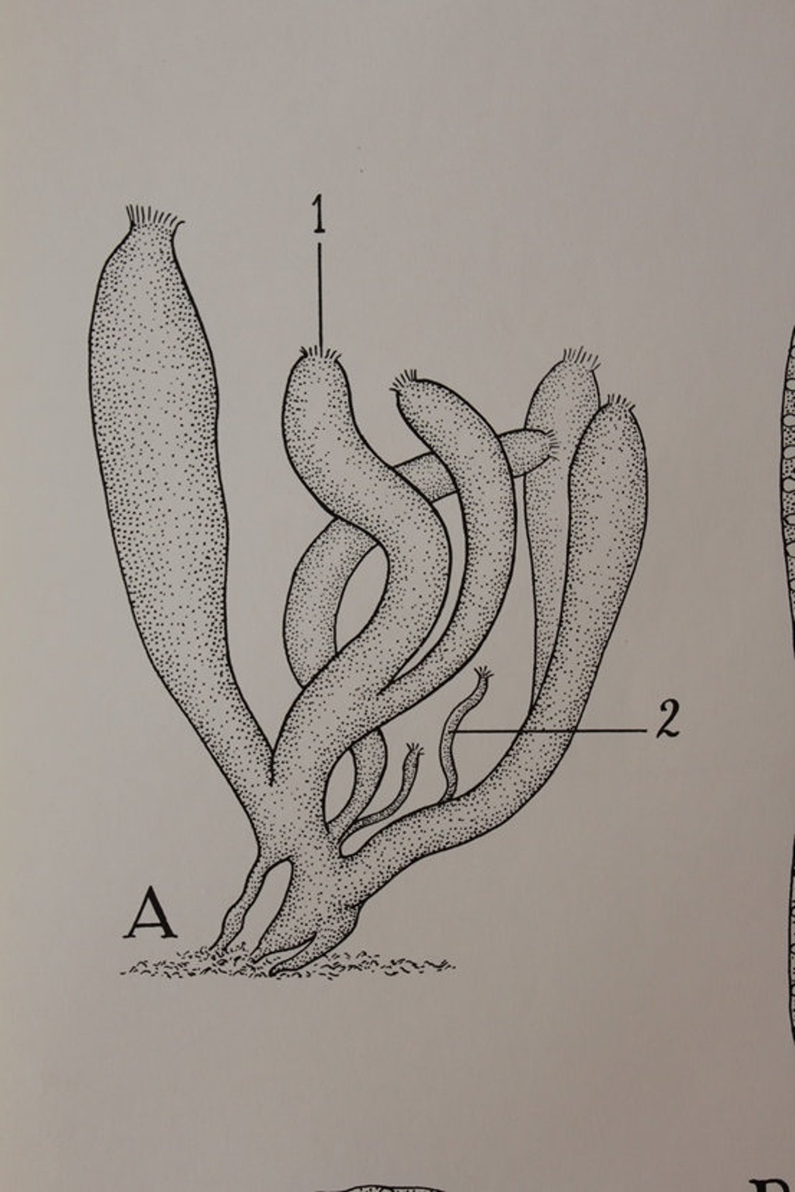 Vintage Grantia marine Calcareous Sponges Classroom Chart From Turtox
