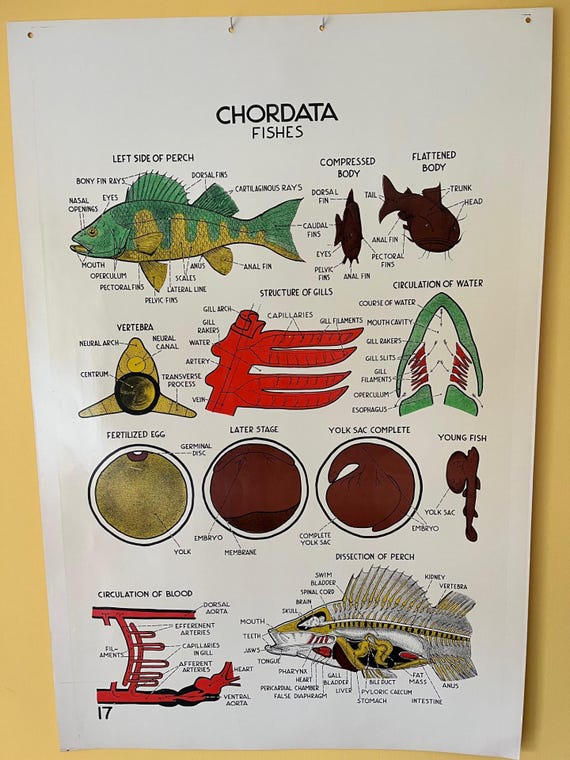 Vintage Smallwood Zoological Chart 17 - Chordates / Fishes - Etsy