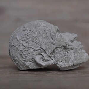 May include: A gray concrete sculpture of a human head, with detailed facial features, including wrinkles and a beard. The head is tilted upwards, looking to the right.