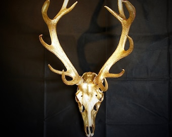 May include: A gold deer skull with antlers mounted on a black background.
