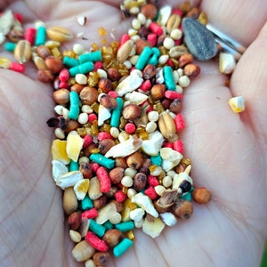 May include: A close-up of a hand holding a variety of birdseed. The seed is a mix of small, round seeds, larger, flat seeds, and small, colorful pellets. There are also a few small, white pieces of broken shell.