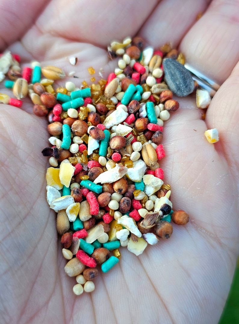 May include: A close-up of a hand holding a variety of birdseed. The seed is a mix of small, round seeds, larger, flat seeds, and small, colorful pellets. There are also a few small, white pieces of broken shell.