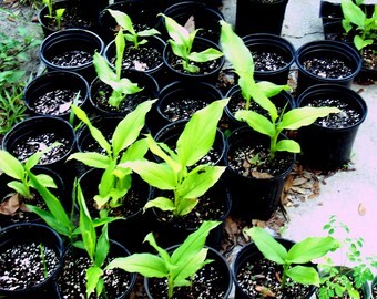 LIVE Rooted Plant Yellow Turmeric (tumeric) Plant, Curcuma, Indian Saffron, Haldi, Curcuma Longa.