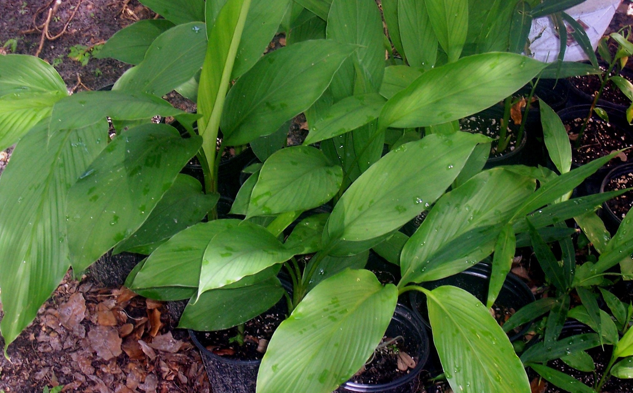 LIVE Rooted Plant Yellow Turmeric tumeric Plant Curcuma Etsy