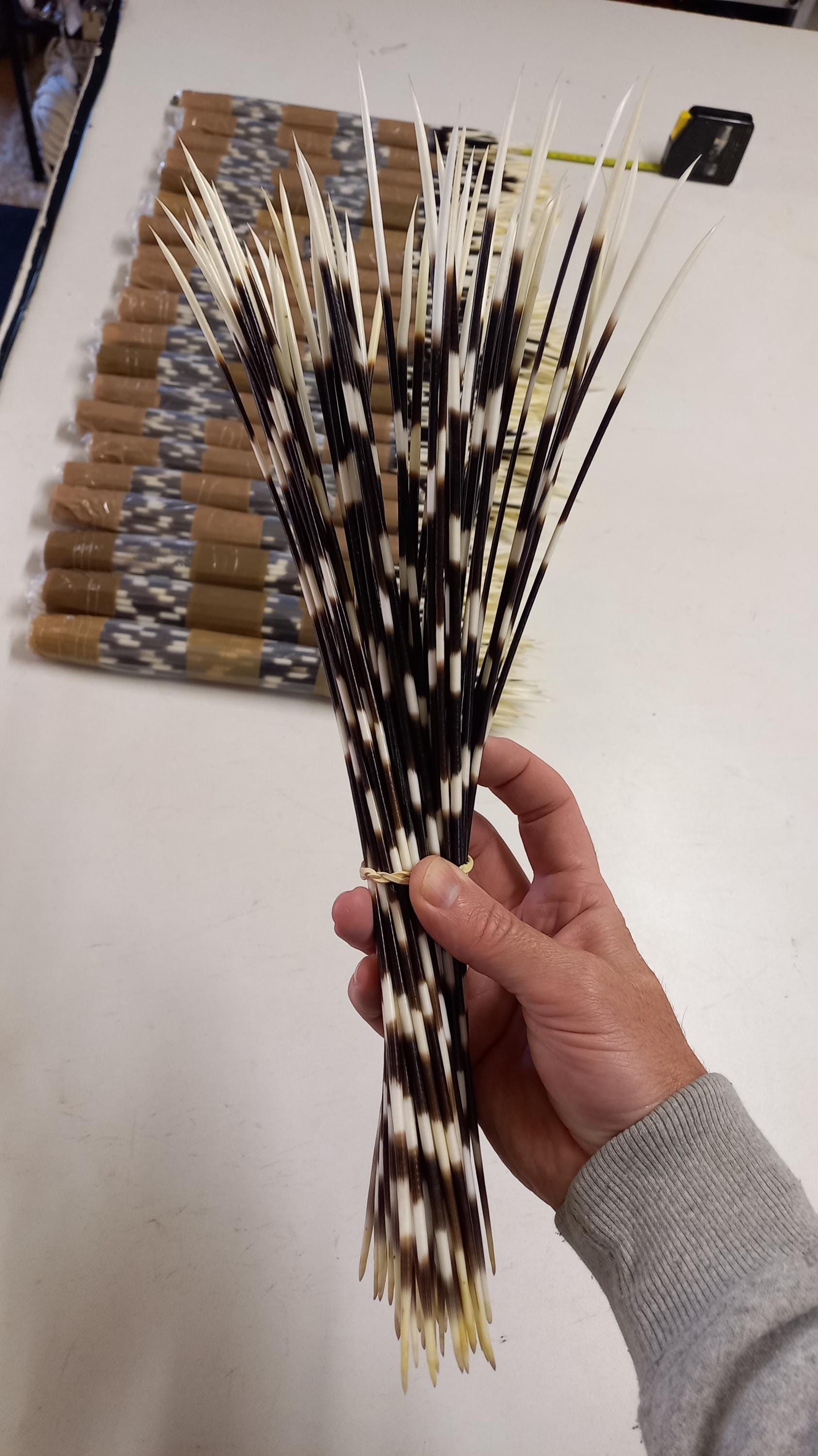 Porcupine Quills Long 30cm+ Authentic from South Africa