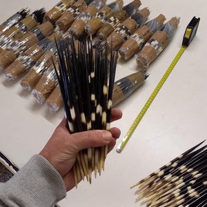 Porcupine Quills Thick 20cm+ Authentic from South Africa