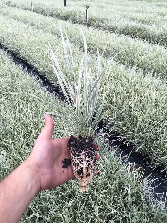 Aztec Grass Live Plants Variegated Liriope Ophiopogon Image 0