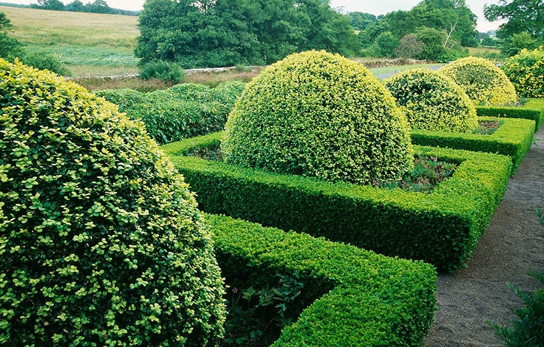 Fast Growing Cold Hardy Evergreen Shrub Winter Gem Korean Boxwood Live Plants