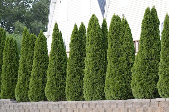 best trees for privacy