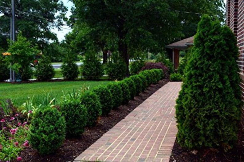 Fast Growing Cold Hardy Evergreen Shrub Winter Gem Korean Boxwood Live Plants