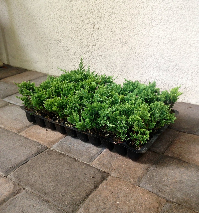 Blue Rug Juniper Live Plants Evergreen Ground Cover Juniperus Image 0