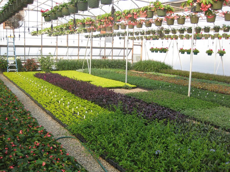 Fast Growing Cold Hardy Evergreen Shrub Winter Gem Korean Boxwood Live Plants