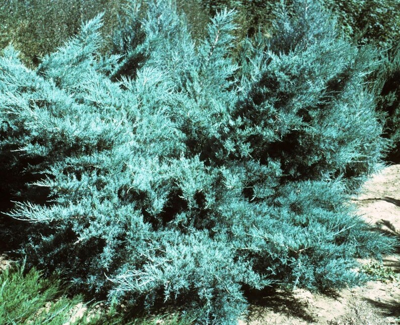 Blue Pfitzer Juniper Live Plants Drought Tolerant Hardy Etsy