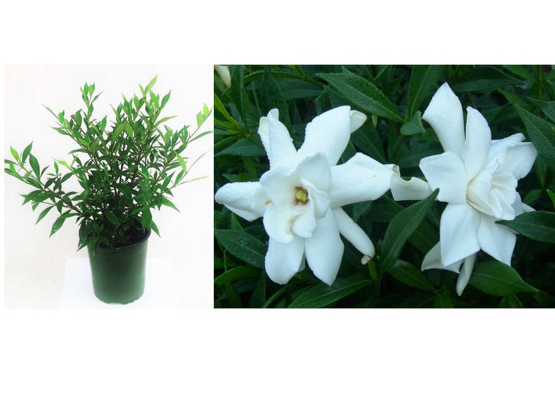 Frost Proof Gardenia Plant Cape Jasmine Live Plant Very Etsy