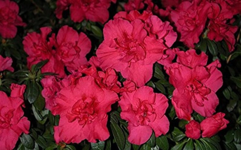 Azalea Rhododendron /'Prize/' Qty 40 Live Flowering Evergreen Plants