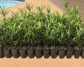 Podocarpus Macrophyllus Japanese Yew Live Plants Evergreen Hardy Privacy Hedge