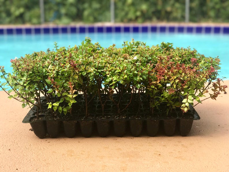 Fast Growing Cold Hardy Evergreen Shrub Winter Gem Korean Boxwood Live Plants