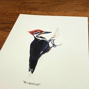 Specht - Wildtier portrait - A5 Fine Art Print - Limitierte Auflage von 25