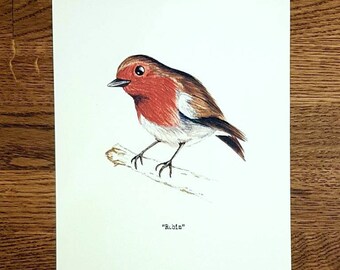 Robin - Wildlife portrait - A5 Fine Art Print - Limited Edition of 25