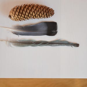 May include: A brown pine cone positioned above two feathers. The middle feather is broad, dark gray, and black, while the bottom feather is slender, light gray, and blue-toned. These three natural objects are arranged horizontally on a flat surface.
