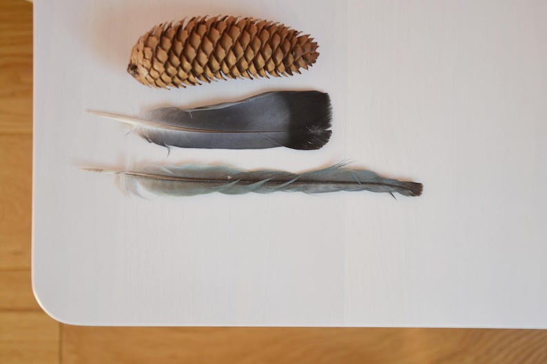 May include: A brown pine cone positioned above two feathers. The middle feather is broad, dark gray, and black, while the bottom feather is slender, light gray, and blue-toned. These three natural objects are arranged horizontally on a flat surface.