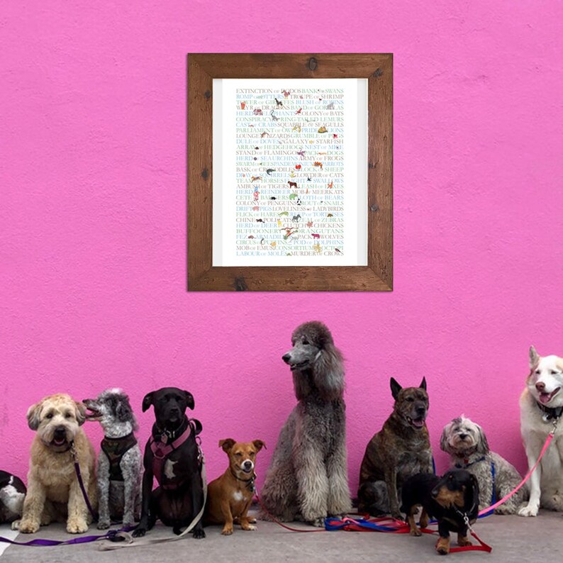 Collective nouns of animals with small paintings of each animal, this is a design where the text is a crucial part of the design.