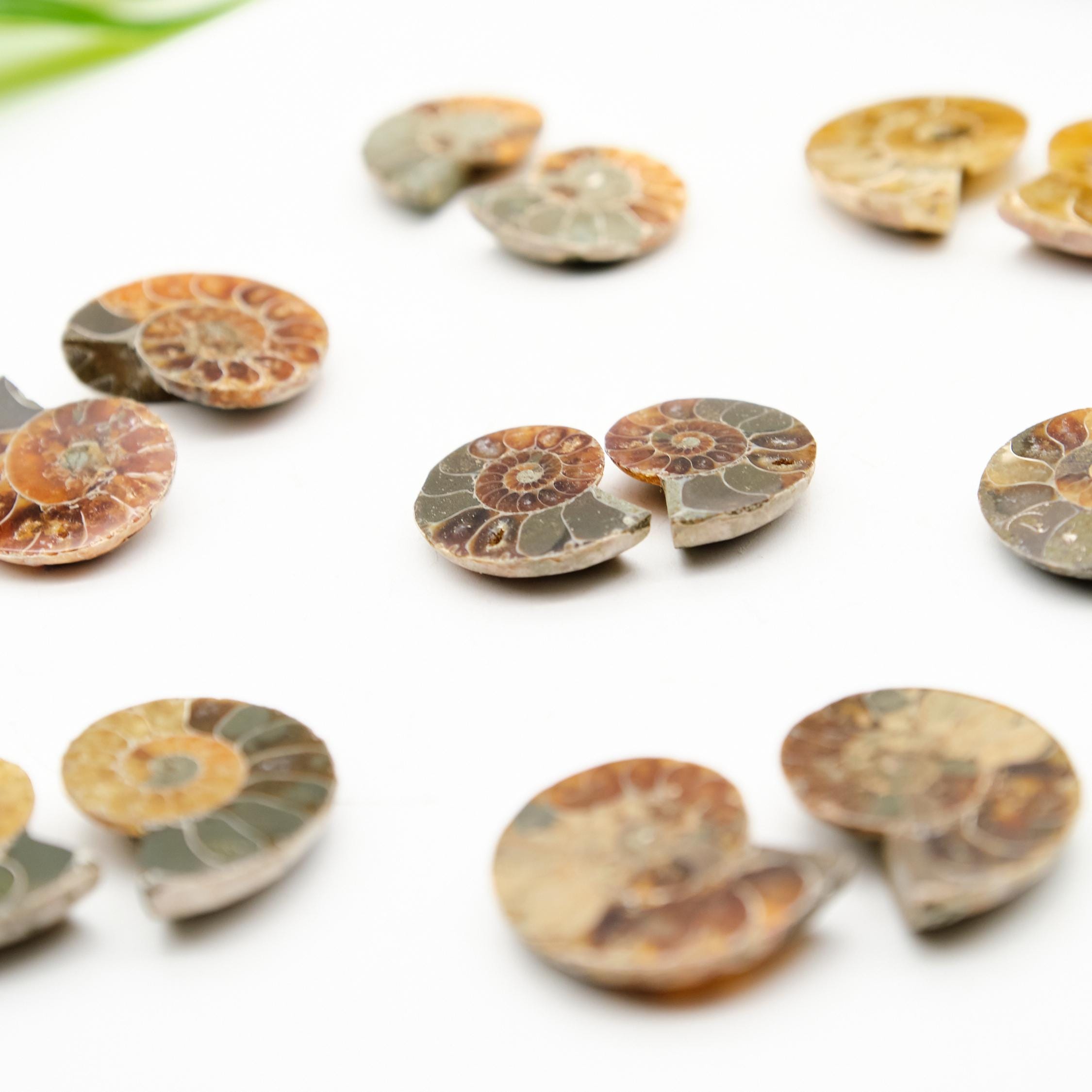 Genuine Polished Ammonite Fossil Pair, 2-3cm Honey Beige Split Shells ...