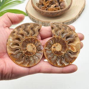 Polished Ammonite Fossil Pair, 8 x 6cm Matching Natural Split Shells from Madagascar