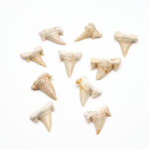 Peut inclure: Plusieurs dents de requin fossilis&eacute;es, de tailles et de formes vari&eacute;es, dispos&eacute;es sur un fond blanc. Les dents pr&eacute;sentent des teintes blanc cass&eacute; et beige, avec des structures racinaires visibles et des pointes ac&eacute;r&eacute;es. L'image est bien &eacute;clair&eacute;e.