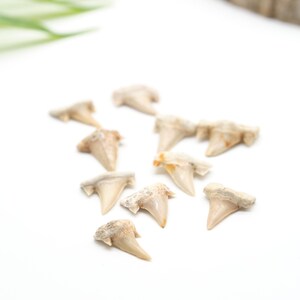 Peut inclure: Plusieurs dents de requin fossilis&eacute;es, de tailles et formes vari&eacute;es, dispos&eacute;es sur un fond blanc. Les dents sont principalement blanc cass&eacute;, avec des nuances brunes et beiges, indiquant leur anciennet&eacute;. Id&eacute;al pour collectionneurs ou &agrave; des fins &eacute;ducatives.
