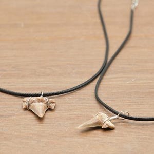 Genuine Otodus Shark Tooth Necklace Prehistoric Fossil Pendant on Black Waxed Cord, Unique Gift for Nature Lovers & Collectors Jewellery x 1 image 9