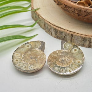 Polished Ammonite Fossil Pair, 6 x 5cm Natural Split Shells from Madagascar