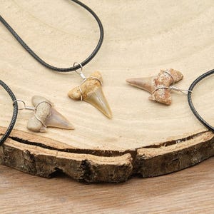 Genuine Otodus Shark Tooth Necklace Prehistoric Fossil Pendant on Black Waxed Cord, Unique Gift for Nature Lovers & Collectors Jewellery x 1 image 5