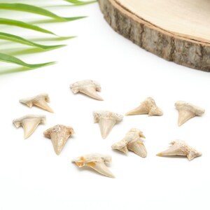Peut inclure: Plusieurs dents de requin fossilis&eacute;es de diff&eacute;rentes tailles et nuances de beige et de blanc cass&eacute;. Les dents sont dispos&eacute;es sur une surface blanche, avec une tranche de bois et des feuilles vertes en arri&egrave;re-plan.