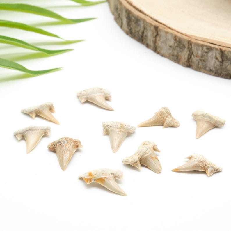 Peut inclure: Plusieurs dents de requin fossilis&eacute;es de diff&eacute;rentes tailles et nuances de beige et de blanc cass&eacute;. Les dents sont dispos&eacute;es sur une surface blanche, avec une tranche de bois et des feuilles vertes en arri&egrave;re-plan.