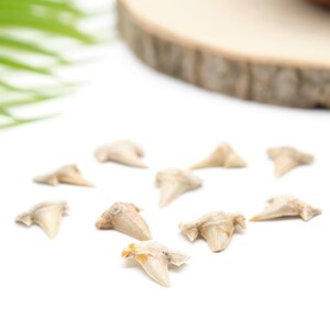 Peut inclure: Une collection de dents de requin fossilis&eacute;es, de tailles et de formes vari&eacute;es, dispers&eacute;es sur une surface blanche. Les dents pr&eacute;sentent des nuances de blanc cass&eacute; et de beige, avec des structures racinaires visibles. Une tranche de bois et un feuillage vert sont en arri&egrave;re-plan.