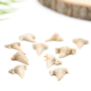 Peut inclure: Plusieurs dents de requin fossilis&eacute;es, de tailles et de formes vari&eacute;es, dispos&eacute;es sur un fond blanc. Les dents pr&eacute;sentent des teintes blanc cass&eacute; et beige, avec des ar&ecirc;tes visibles et des pointes ac&eacute;r&eacute;es. L'image &eacute;voque l'histoire naturelle ou la vie marine.