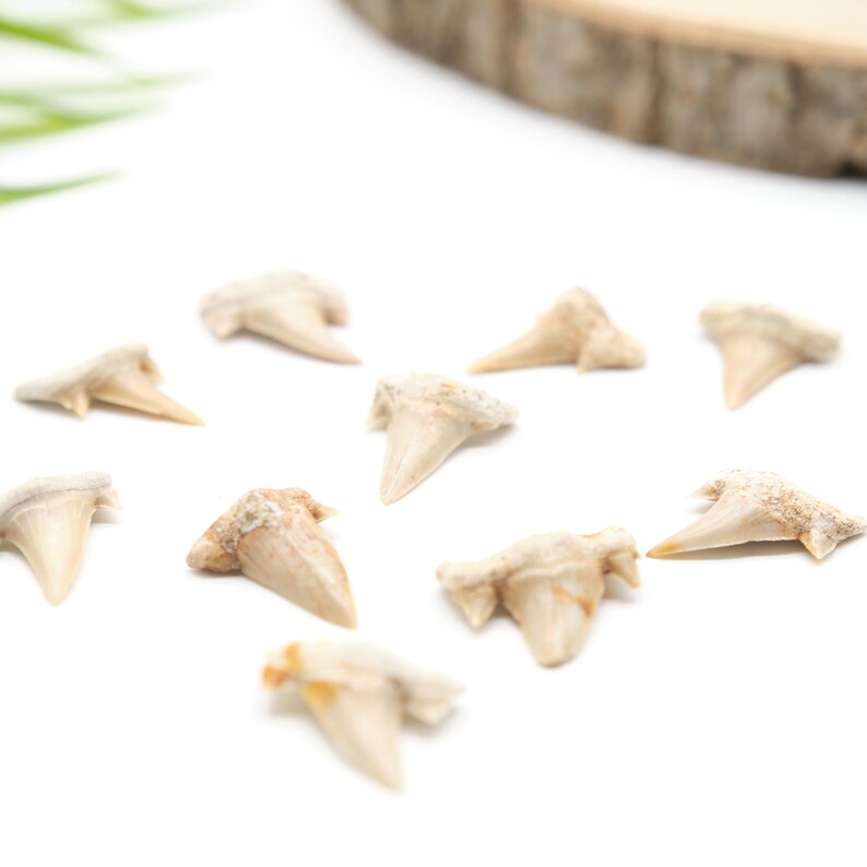 Peut inclure: Une collection de dents de requin fossilis&eacute;es, de tailles et de formes vari&eacute;es, dispers&eacute;es sur une surface blanche. Les dents sont principalement blanc cass&eacute; avec des colorations marron et beige. Les dents proviennent probablement d'un requin pr&eacute;historique.