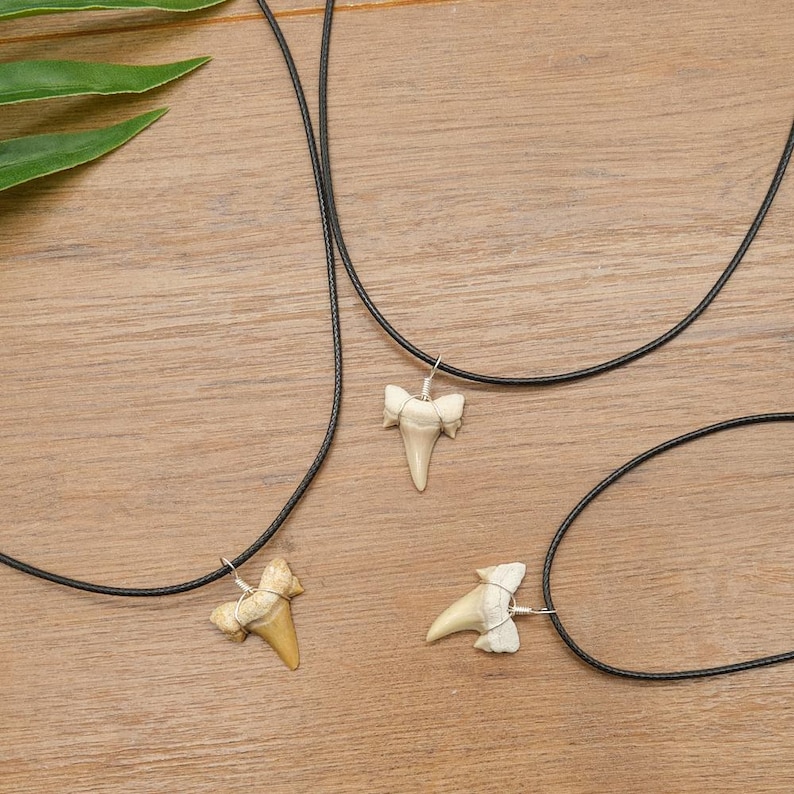 Genuine Otodus Shark Tooth Necklace Prehistoric Fossil Pendant on Black Waxed Cord, Unique Gift for Nature Lovers & Collectors Jewellery x 1 image 7