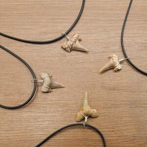 Genuine Otodus Shark Tooth Necklace Prehistoric Fossil Pendant on Black Waxed Cord, Unique Gift for Nature Lovers & Collectors Jewellery x 1 image 2