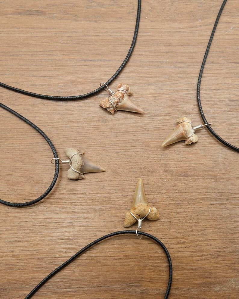 Genuine Otodus Shark Tooth Necklace Prehistoric Fossil Pendant on Black Waxed Cord, Unique Gift for Nature Lovers & Collectors Jewellery x 1 image 2