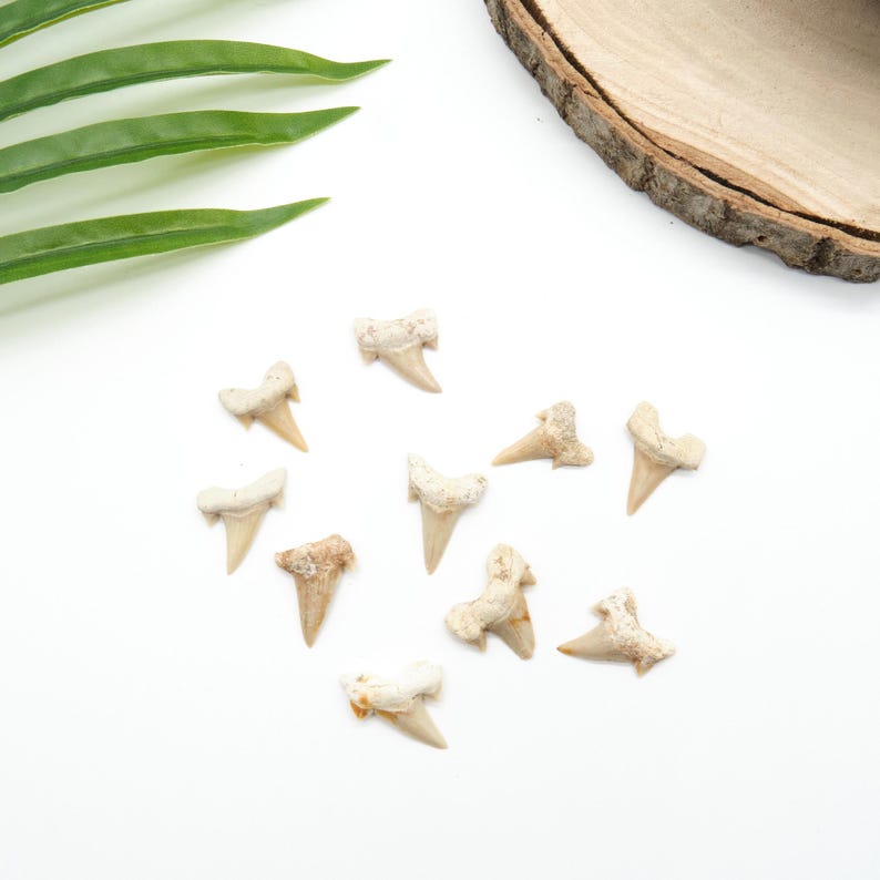 Peut inclure: Une collection de dents de requin fossilis&eacute;es, de tailles et de couleurs vari&eacute;es, dispos&eacute;es sur une surface blanche. Les dents varient du blanc cass&eacute; au beige, avec des textures visibles. Des feuilles vertes et une tranche de bois sont en arri&egrave;re-plan.
