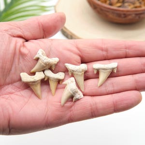 Peut inclure: Plusieurs dents de requin fossilis&eacute;es, de tailles et de formes vari&eacute;es, de couleur blanc cr&egrave;me et beige. Les dents sont pr&eacute;sent&eacute;es dans une main ouverte, mettant en valeur leur aspect naturel et vieilli. Un article unique pour les collectionneurs.
