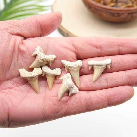 Authentic Otodus Shark Tooth Prehistoric Fossil Collectible Crafting Jewellery Making Projects for Collectors, Enthusiasts & Gifts 2-3cm