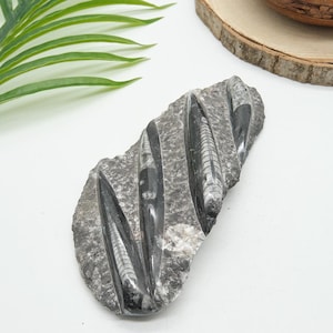 May include: A grey stone slab featuring three elongated, dark, polished orthoceras fossils embedded within the rock. The fossils display distinct, segmented, cone-shaped patterns with white and grey detailing against the dark, textured stone matrix.