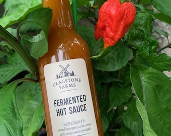 Fermented Hot Sauce from Homegrown Super Hot Peppers