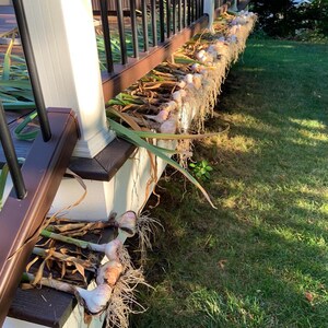K&ouml;nnte beinhalten: Nahaufnahme einer Holzveranda mit einer Reihe von Knoblauchknollen, die an der Br&uuml;stung h&auml;ngen. Die Knoblauchknollen sind noch an ihren Stielen befestigt und haben getrocknete Wurzeln. Die Veranda ist von gr&uuml;nem Gras umgeben.